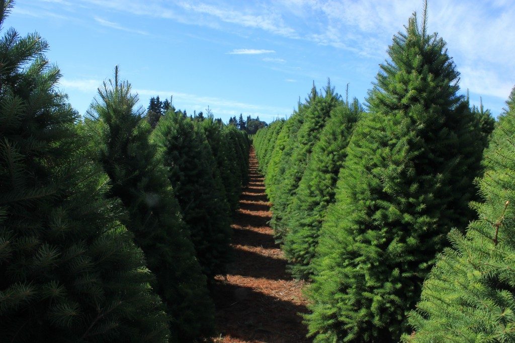 rows-of-dougs